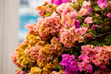 bouquet of colorful flowers