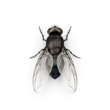 Fly insect isolated transparent background