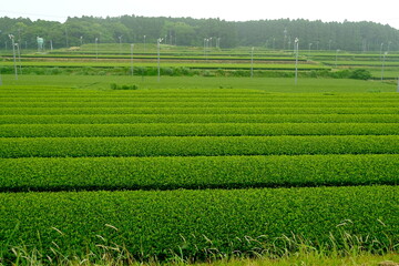 green rice field