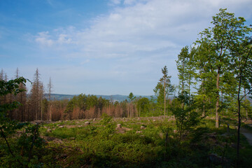 Waldsterben in der Oberlausitz	