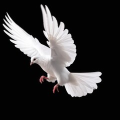 Naklejka na ściany i meble Flight of Freedom: The Majestic Wingspan of a Peaceful Dove in Flight, generative ai
