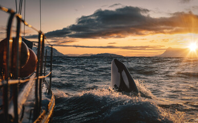 Orca making spy hop in sunset ocean water with splashes, Norway background, winter and snow on...