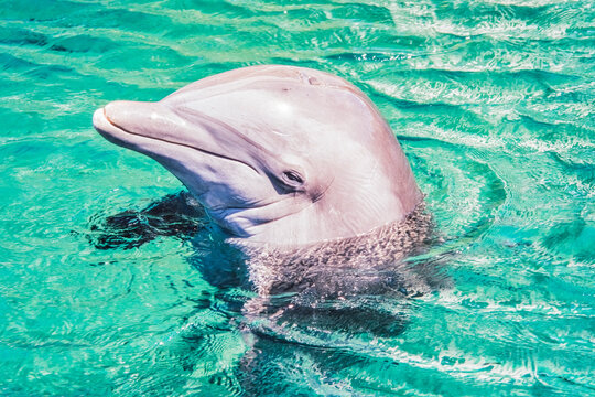Portrait of a Bottlenose dolphin (Tursiops truncatus) in turquoise ocean water; Honolulu, Oahu, Hawaii, United States of America