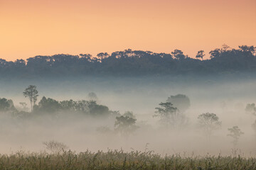 Colorful in the morning at Phu Khieo wildlife  Sanctuary, Chaiyaphom Province, Thailand.