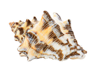 sea shell isolated on transparent png