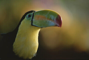 Close view of a Toucan in Costa Rica; Costa Rica