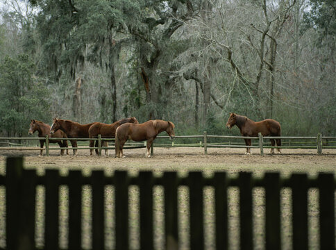 Horses in a fenced area near woods; Middleton Place, South Carolina, United States of America