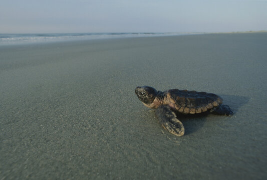 Newly-hatched Loggerhead sea turtle (Caretta caretta) moving towards the water; Little Saint Simon's Island, Sea Islands, Georgia, United States of America
