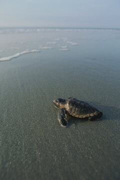 Newly-hatched Loggerhead sea turtle (Caretta caretta) moving towards the water; Little Saint Simon's Island, Sea Islands, Georgia, United States of America