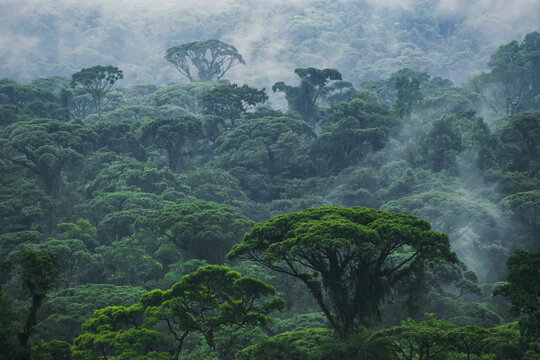 Mist rises from a rainforest in Costa Rica; Costa Rica
