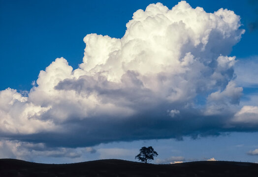 Large billowing cloud formation over a silhouetted tree on gently rolling hills; Vermont, United States of America