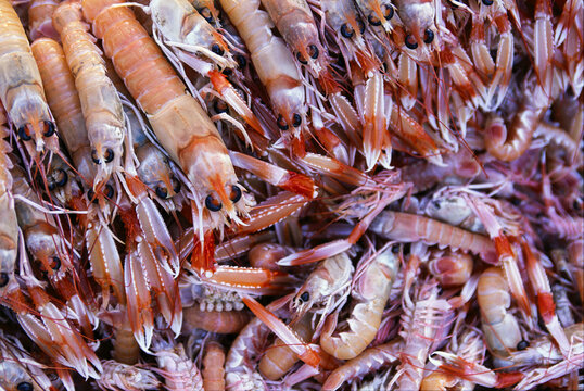 Abundance of fresh crayfish from shoreside markets will feed passengers on cruise; Turkey