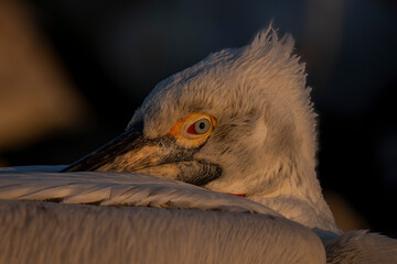 Close-up of Dalmatian pelican (Pelecanus crispus) tucking beak in feathers; Central Macedonia, Greece