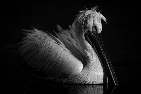 Monochromatic close-up of Dalmatian pelican (Pelecanus crispus) with catchlight on calm lake; Central Macedonia, Greece