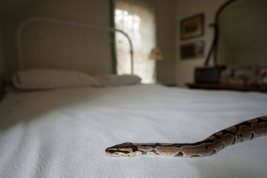 Ball python (Python regius) on a bed in a bedroom; Lincoln, Nebraska, United States of America