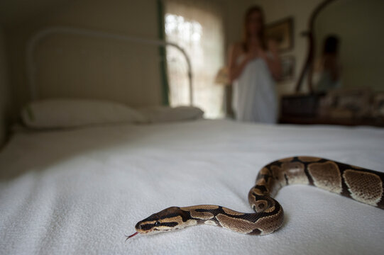 Young woman looks at a Ball python (Python regius) on a bed in a bedroom; Lincoln, Nebraska, United States of America