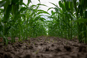 Soil between green corn rows