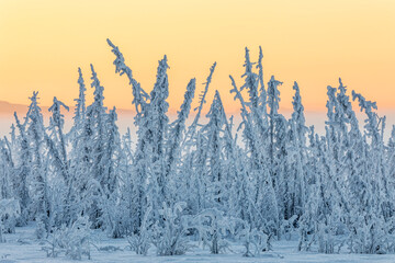 Hoarfrost Covers Black Spruce Trees As Ground Fog And Dusk Descend On Palmer Hay Flats In South-Central Alaska In Winter; Alaska, United States Of America