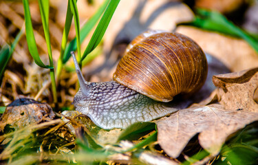 a grape snail is sitting on the grass
