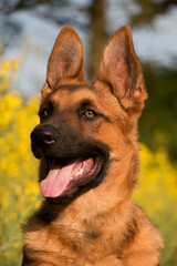 beautiful german shepherd head portrait of a puppy with funny ears in the yellow rape seed field