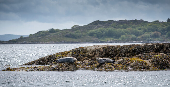 Two Harbour Seals (Phoca vitulina) resting on the rocks on the shoreline of Garnish Island in Bantry Bay; West Cork, Ireland