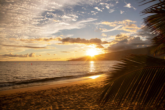 Silhouette of palm leaves on the sandy beach against a golden sunset and waves lapping the shore; North Kihei, Maui, Hawaii, United States of America - Powered by Adobe