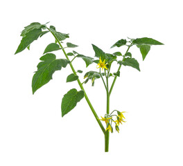 Naklejka premium Tomato leaf isolated on transparent png