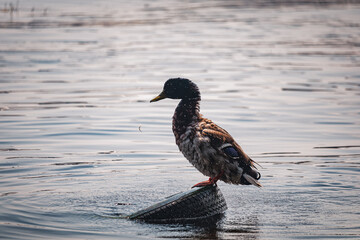 Ducks on the embankment in Denpr, near the river
