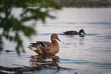 Ducks on the embankment in Denpr, near the river