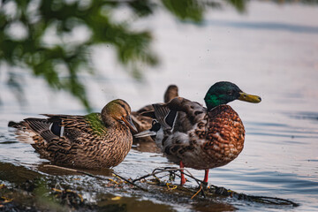 Ducks on the embankment in Denpr, near the river