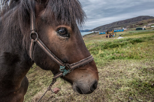 Greenland horse at Brattahlid, the reconstructed Eric the Red Settlement, Southern Greenland