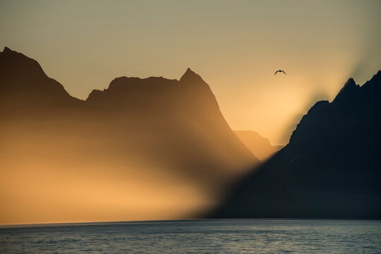 Sea bird flying over the silhouetted mountains with the golden light of sunrise shining on the Western Fjords of Kalaallit Nunaat; West Greenland, Greenland
