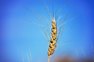 Close-up of fully ripened head of wheat at harvest time against a blue sky; Alcomdale, Alberta, Canada