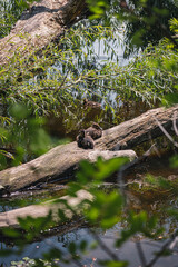 Fototapeta premium Ducks on the embankment in Denpr, near the river