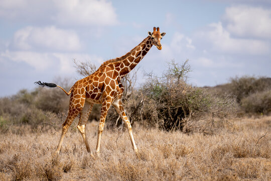 Portrait of a reticulated giraffe (Giraffa reticulata) walking past bushes on the savannah, watching camera; Laikipia, Kenya