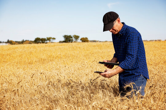 using a tablet to manage his harvest while standing in a fully ripened grain field and using his cellphone camera to take a picture of the wheat heads; Alcomdale, Alberta, Canada