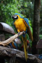 Close up the Blue and yellow macaw parrot bird in garden