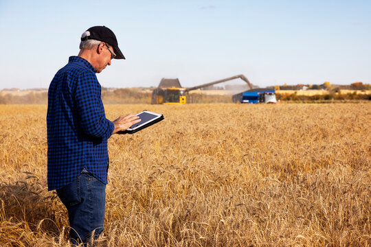 Farmer using a tablet to manage his grain harvest with a combine offloading wheat to a grain buggy in the background; Alcomdale, Alberta, Canada