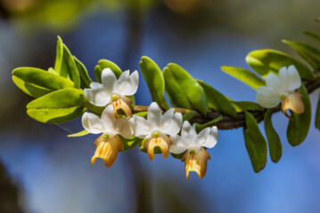 Dendrobium ellipsophyllum Tang & F.T.Wang Beautiful rare wild orchids in tropical forest of...