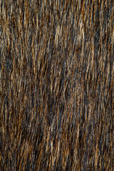 close up black and brown dog skin for texture and pattern.