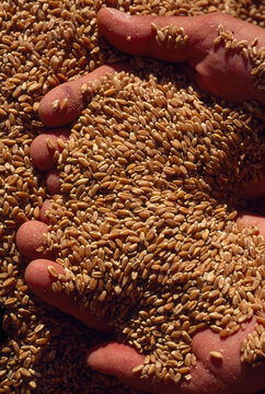 Handful of wheat grains; San Joaquin Valley, California, United States of America
