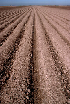 Furrows of tilled soil on farmland; San Joaquin Valley, California, United States of America