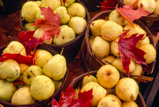 Baskets of fresh pears with autumn leaves; Colechester, Connecticut, United States of America