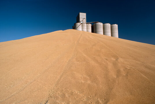 Piles of wheat during wheat harvest at train depot; Washington, United States of America