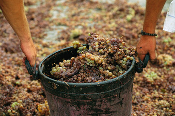 Two men carrying a pail of drying grapes; Santorini, Greece