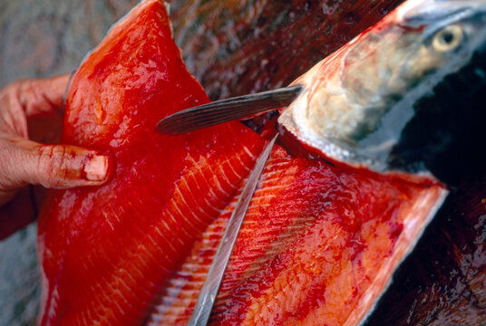 Knife cutting open a fresh Sockeye salmon (Oncorhynchus nerka); Kenai, Alaska, United States of America