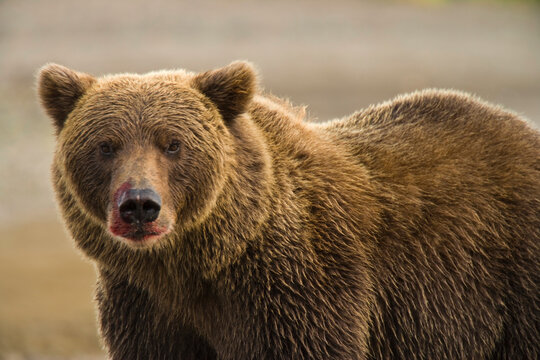 Alaska Peninsula brown bear (Ursus arctos gyas) after feeding at Hallo Bay in Katmai National Park and Preserve, Alaska, USA; Alaska, United States of America