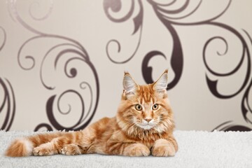 Beautiful young cute cat posing