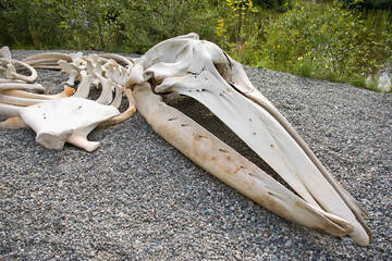 Animal bones lying on gravel; Anchorage, Alaska, United States of America