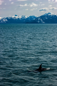 Orca, Or Killer Whale (Orcinus Orca) Surfacing In Indian Pass, Inside Passage, Alaska, USA; Alaska, United States Of America